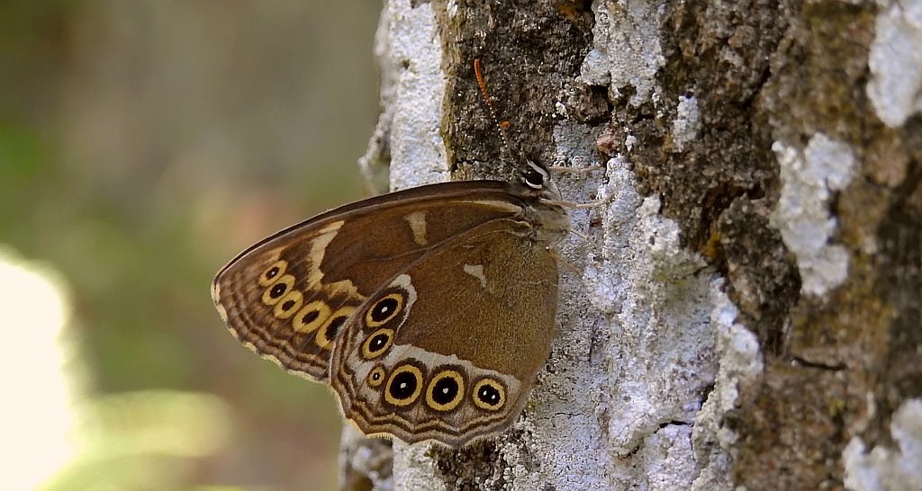 Osadnik wielkooki (Lopinga achine)