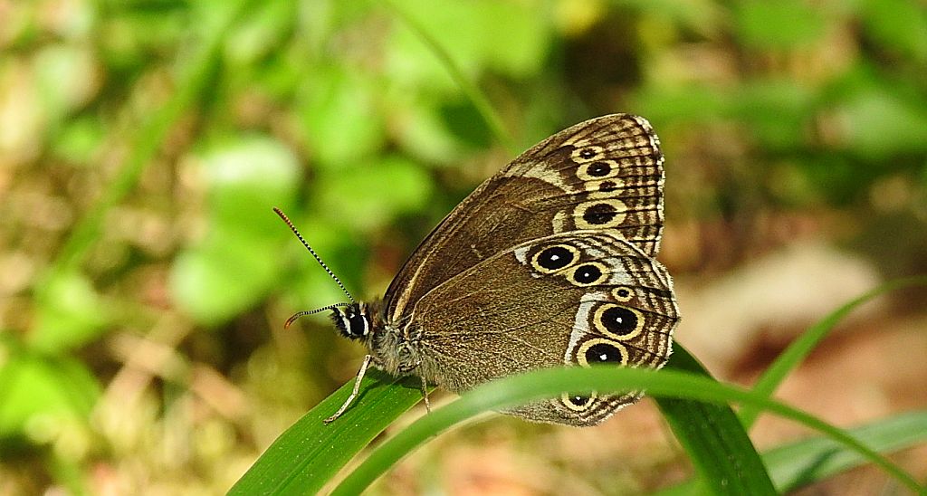 Osadnik wielkooki (Lopinga achine)
