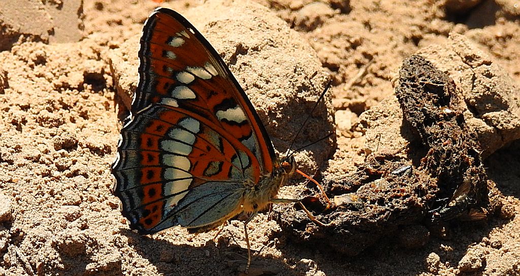 Pokłonnik osinowiec (Limenitis populi)
