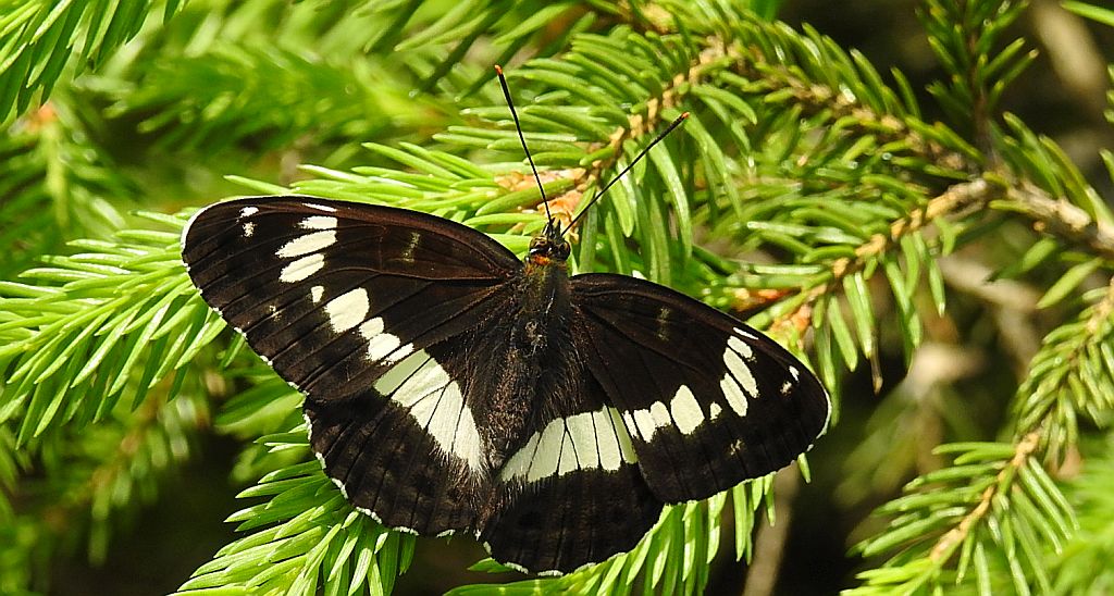 Pokłonnik kamilla, pokłonnik wróż (Limenitis camilla)