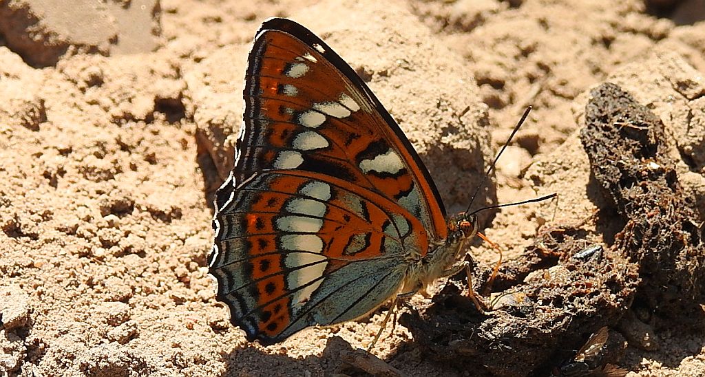Pokłonnik osinowiec (Limenitis populi)