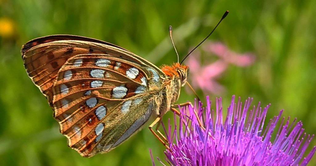 Dostojka adype, perłowiec adype (Argynnis adippe)