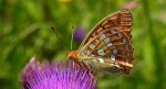 Dostojka adype, perłowiec adype (Argynnis adippe)