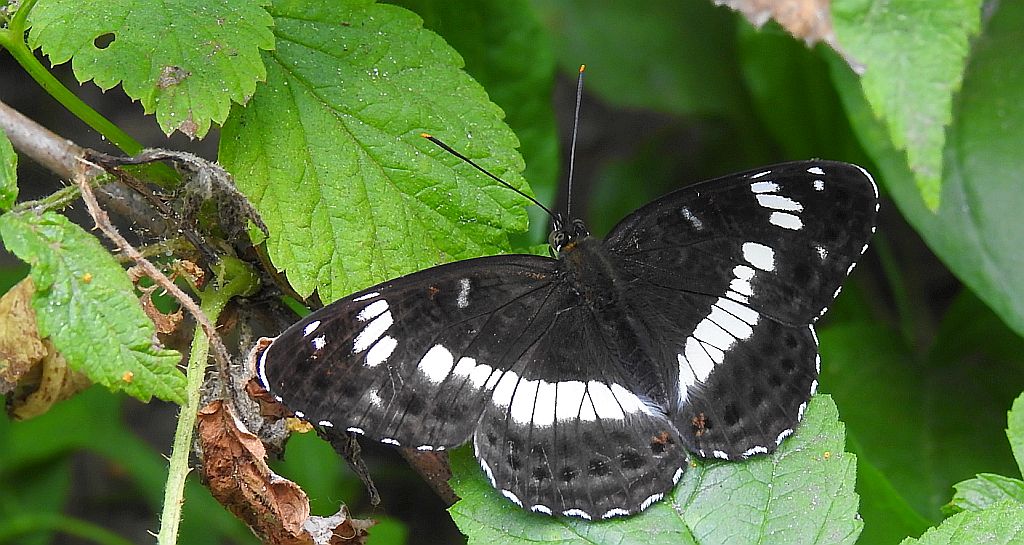 Pokłonnik kamilla, pokłonnik wróż (Limenitis camilla)