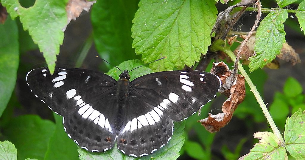 Pokłonnik kamilla, pokłonnik wróż (Limenitis camilla)