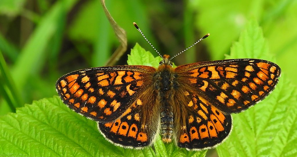 Przeplatka aurinia (Euphydryas aurinia)