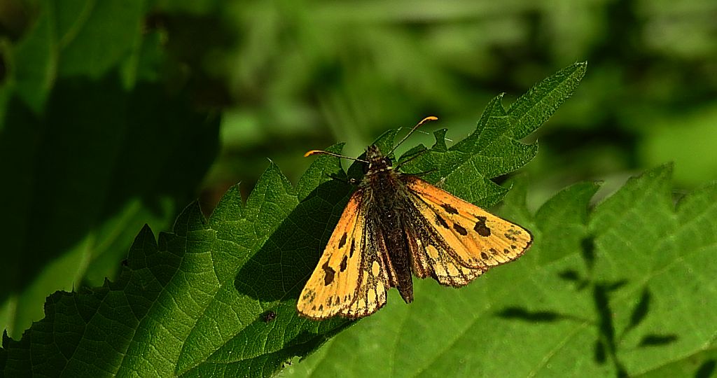Kosternik leśniak (Carterocephalus silvicola)