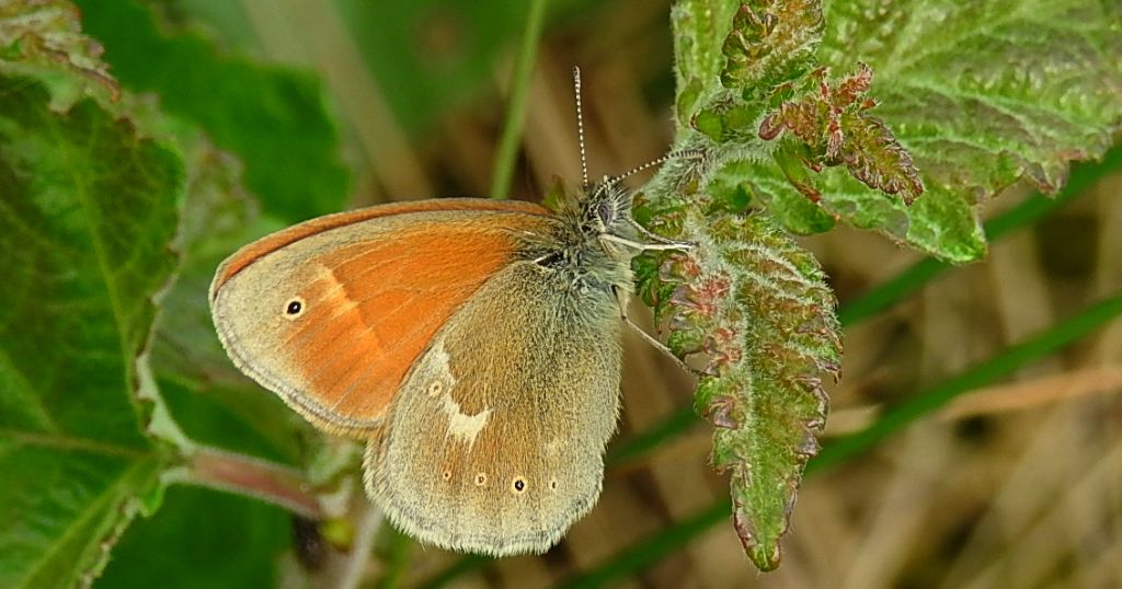 Strzępotek soplaczek (Coenonympha tullia)