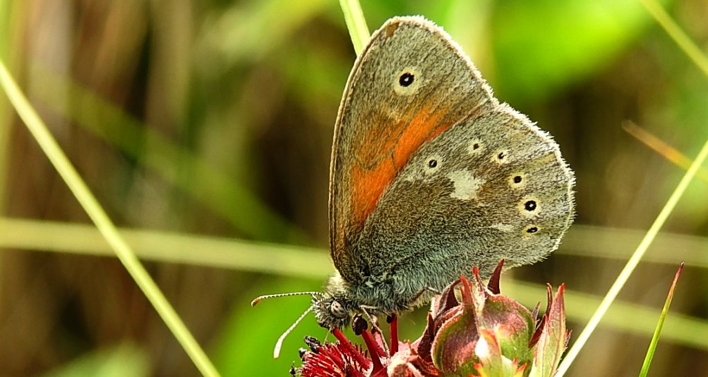 Strzępotek soplaczek (Coenonympha tullia)