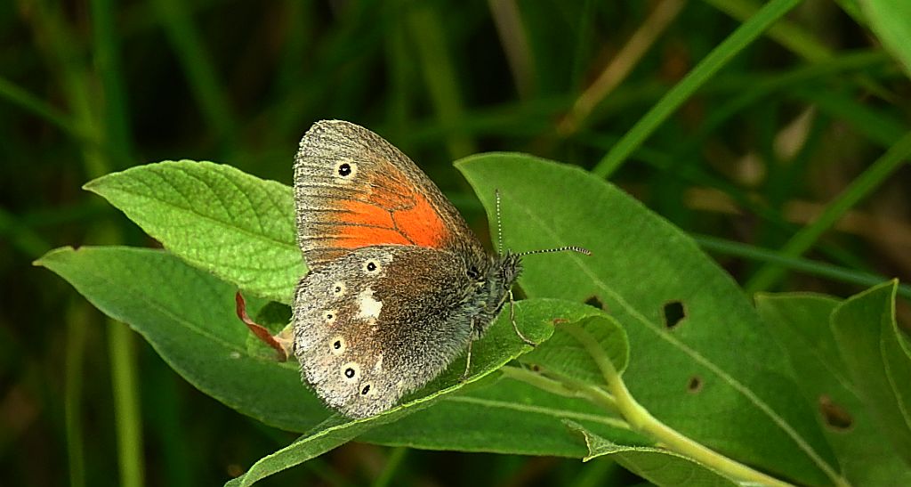 Strzępotek soplaczek (Coenonympha tullia)