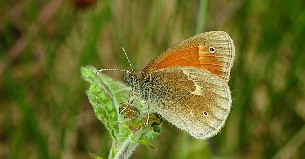 Strzępotek soplaczek (Coenonympha tullia)