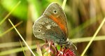 Strzępotek soplaczek (Coenonympha tullia)