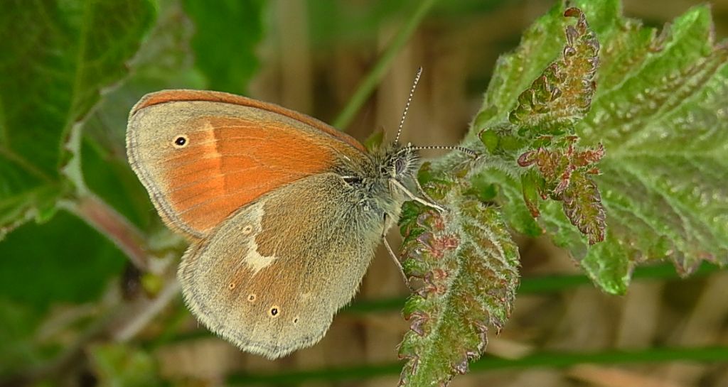 Strzępotek soplaczek (Coenonympha tullia)