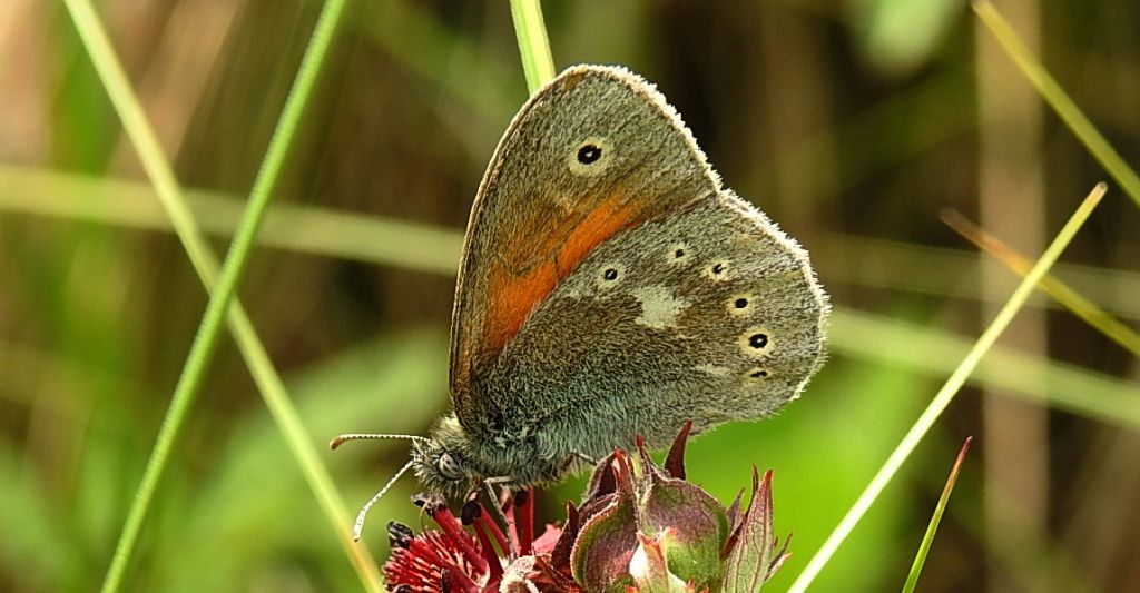Strzępotek soplaczek (Coenonympha tullia)