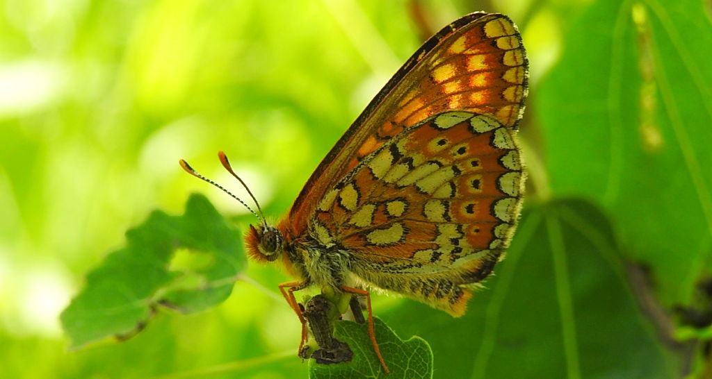 Przeplatka aurinia (Euphydryas aurinia)
