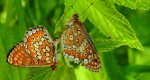 Przeplatka aurinia (Euphydryas aurinia)