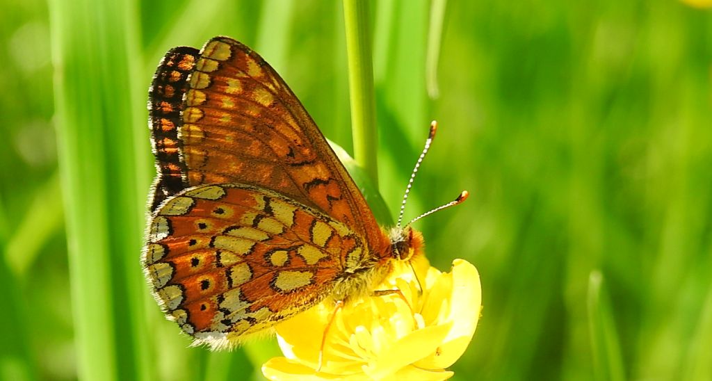 Przeplatka aurinia (Euphydryas aurinia)