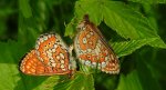 Przeplatka aurinia (Euphydryas aurinia)