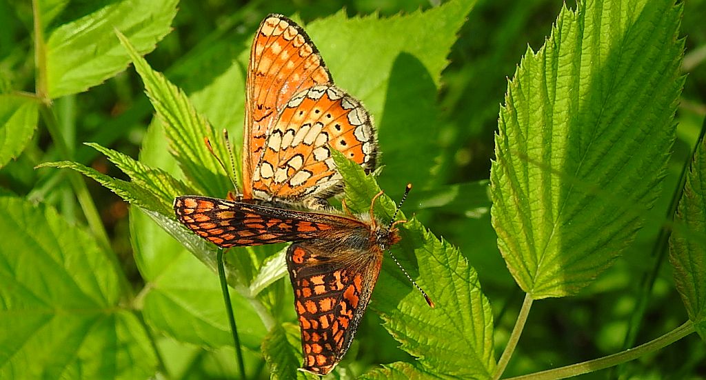 Przeplatka aurinia (Euphydryas aurinia)