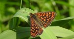 Przeplatka aurinia (Euphydryas aurinia)