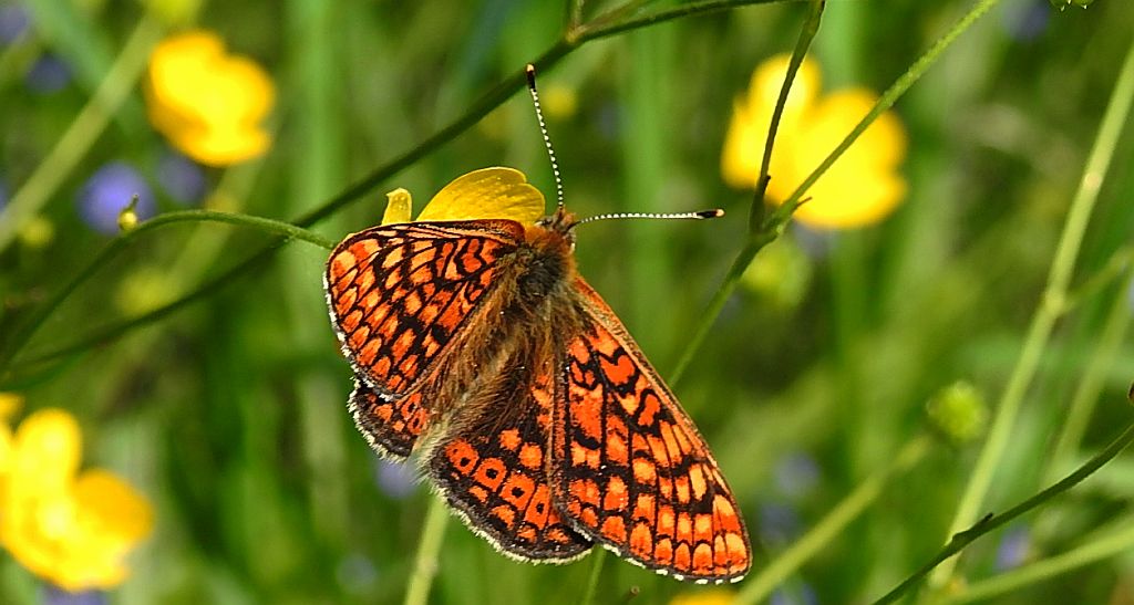 Przeplatka aurinia (Euphydryas aurinia)