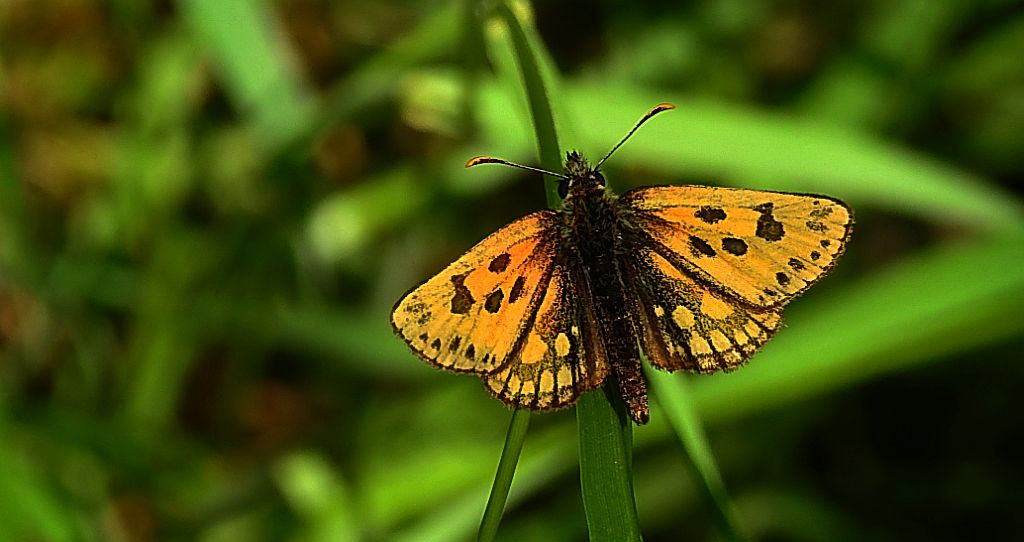 Kosternik leśniak (Carterocephalus silvicola)