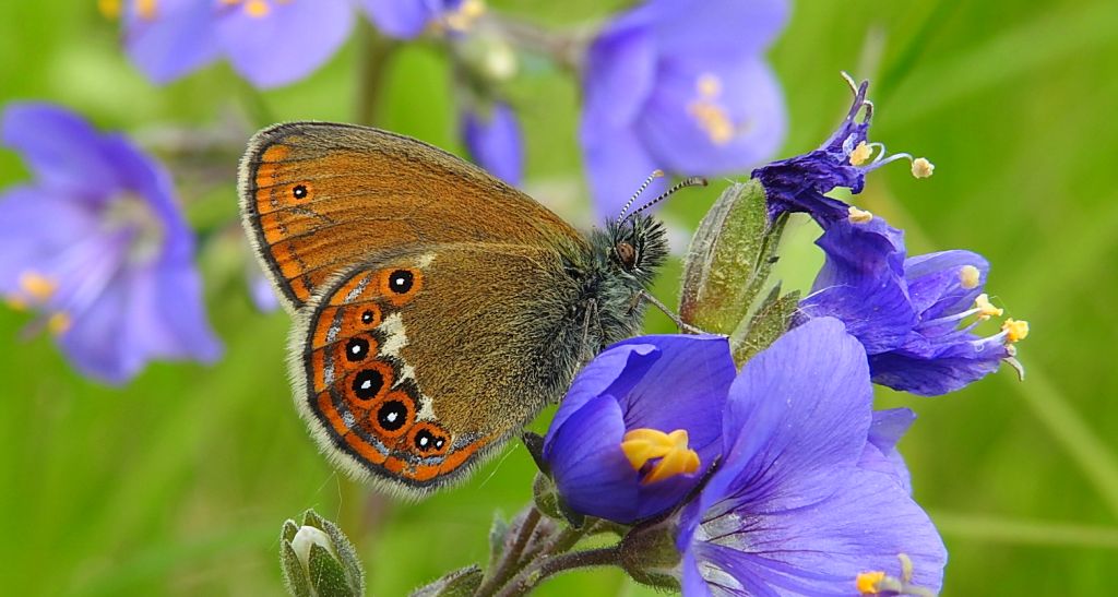 Strzępotek hero (Coenonympha hero)