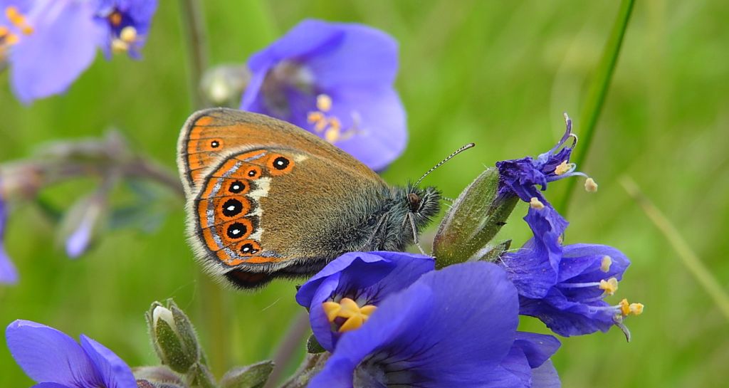 Strzępotek hero (Coenonympha hero)