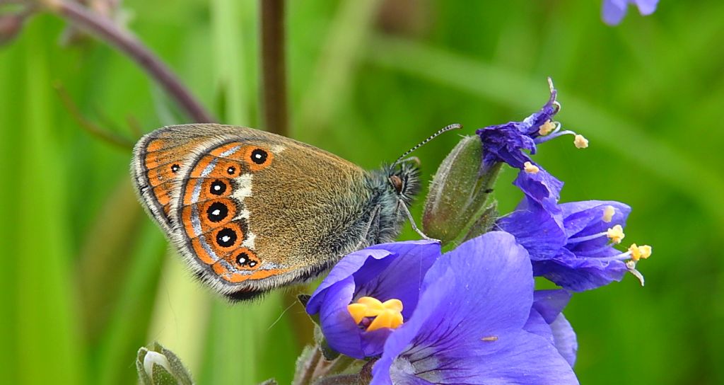 Strzępotek hero (Coenonympha hero)