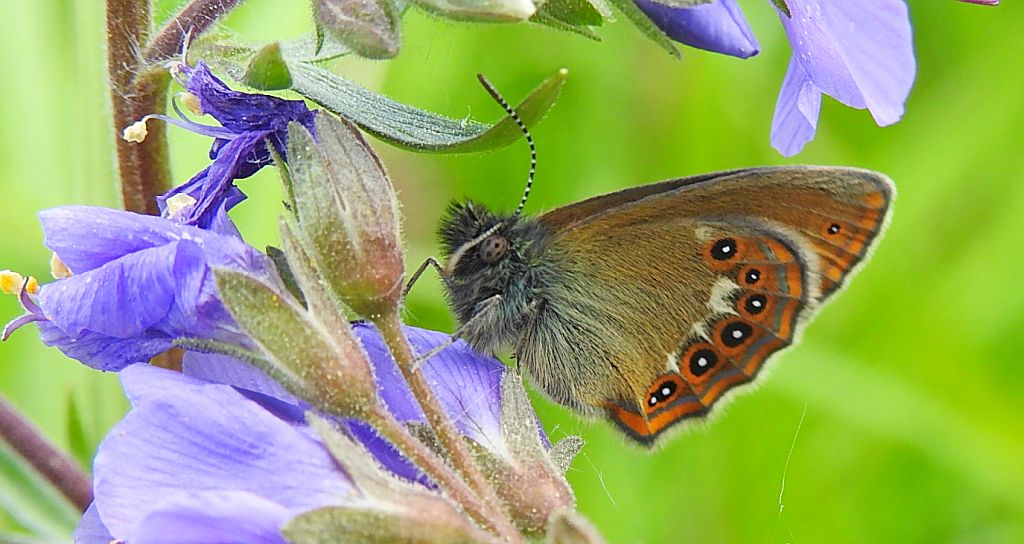 Strzępotek hero (Coenonympha hero)