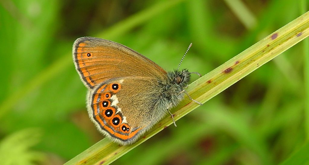 Strzępotek hero (Coenonympha hero)