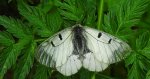 Niepylak mnemozyna (Parnassius mnemosyne)