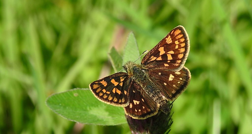 Kosternik palemon (Carterocephalus palaemon)