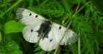 Niepylak mnemozyna (Parnassius mnemosyne)
