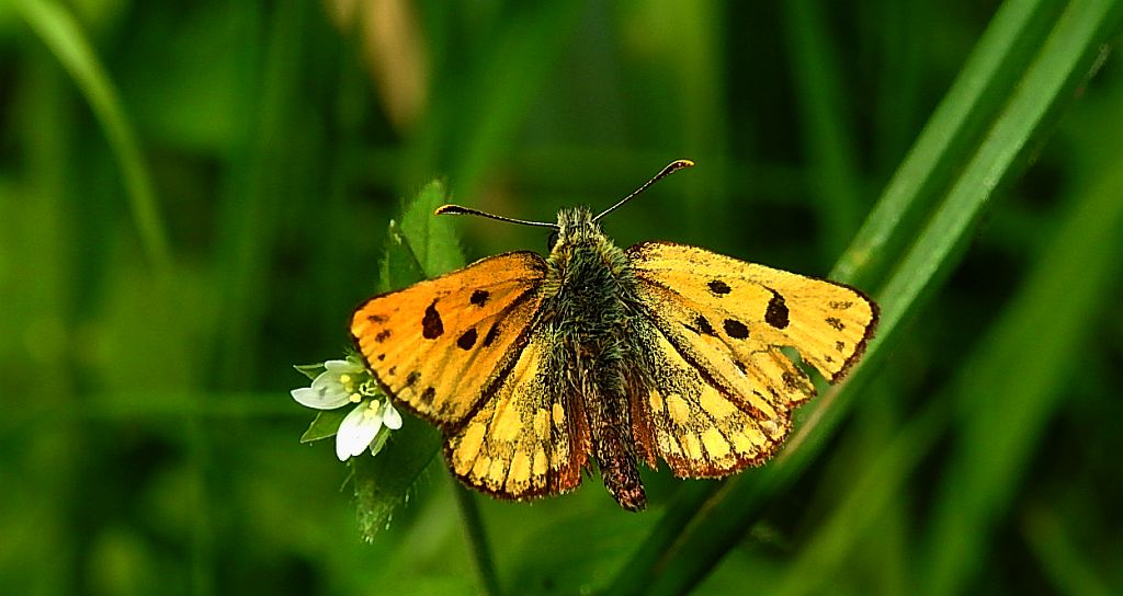 Kosternik leśniak (Carterocephalus silvicola)