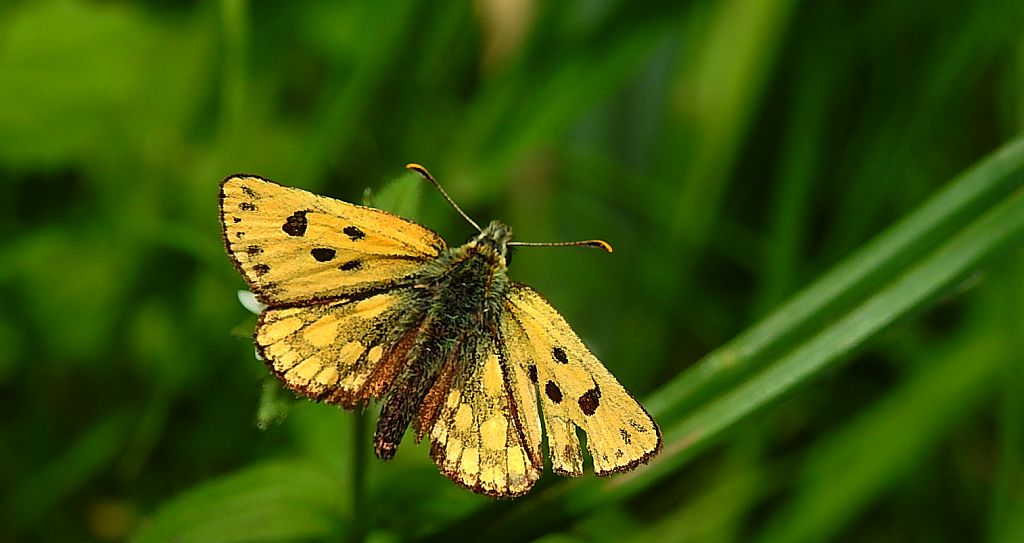 Kosternik leśniak (Carterocephalus silvicola)