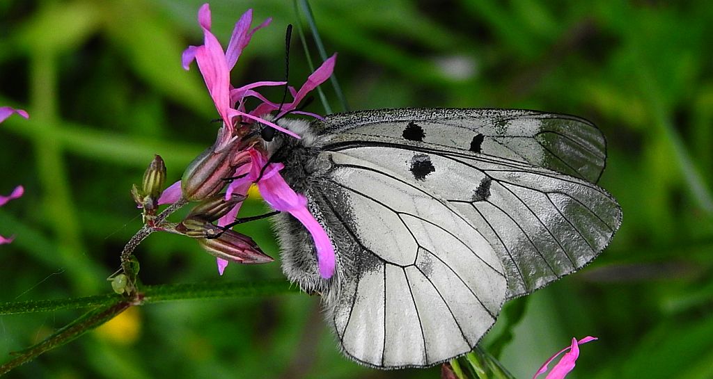 Niepylak mnemozyna (Parnassius mnemosyne)