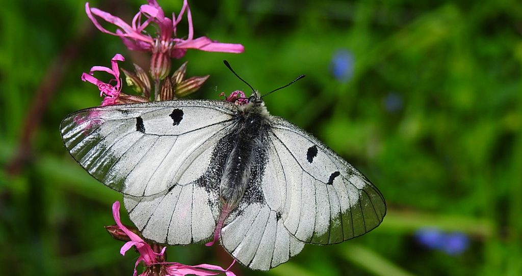 Niepylak mnemozyna (Parnassius mnemosyne)