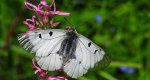 Niepylak mnemozyna (Parnassius mnemosyne)