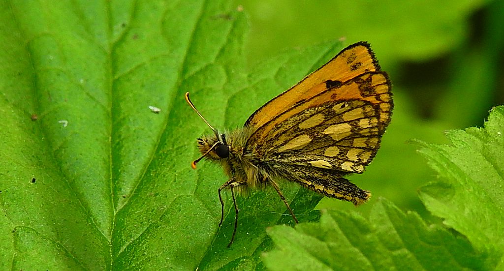 Kosternik leśniak (Carterocephalus silvicola)