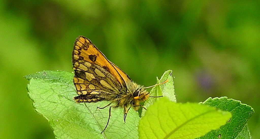Kosternik leśniak (Carterocephalus silvicola)