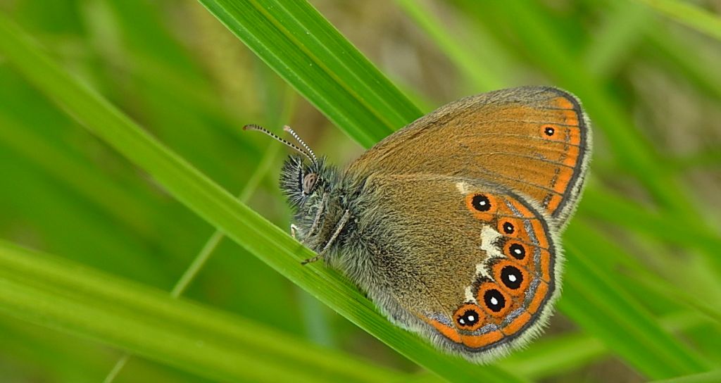 Strzępotek hero (Coenonympha hero)