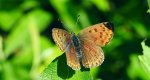 Czerwończyk fioletek (Lycaena helle)