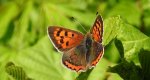 Czerwończyk żarek (Lycaena phlaeas)
