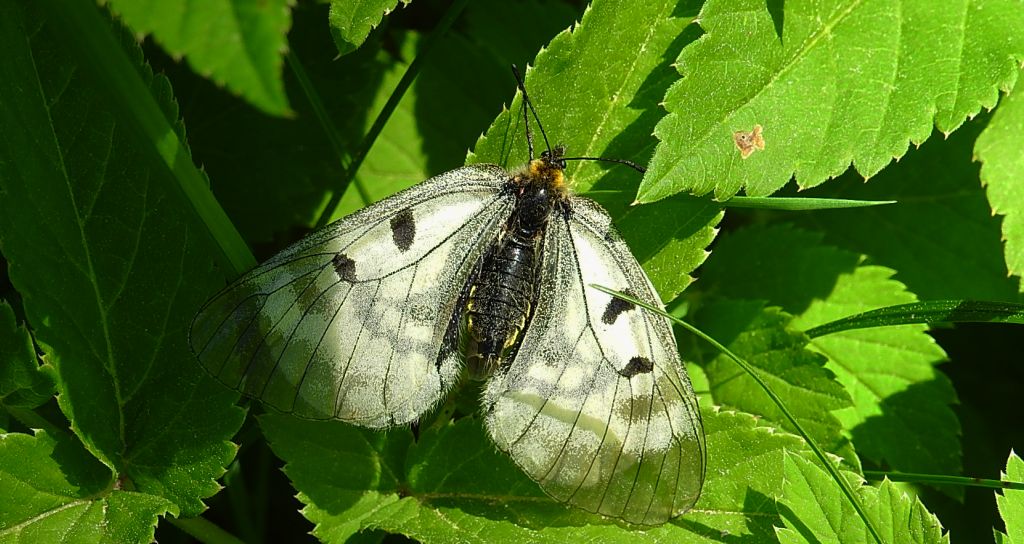 Niepylak mnemozyna (Parnassius mnemosyne)