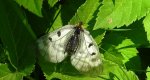 Niepylak mnemozyna (Parnassius mnemosyne)