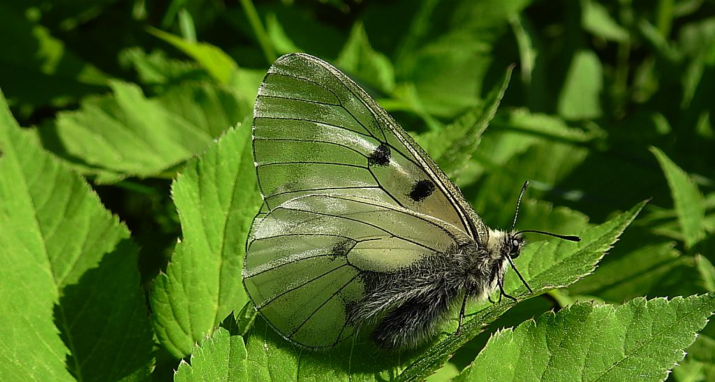 Niepylak mnemozyna (Parnassius mnemosyne)