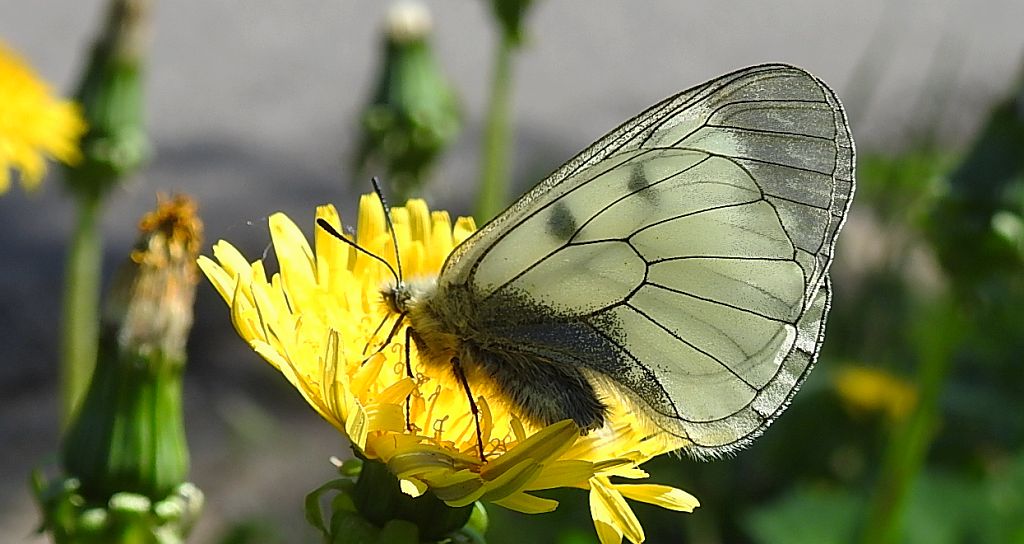 Niepylak mnemozyna (Parnassius mnemosyne)