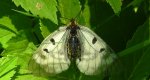 Niepylak mnemozyna (Parnassius mnemosyne)