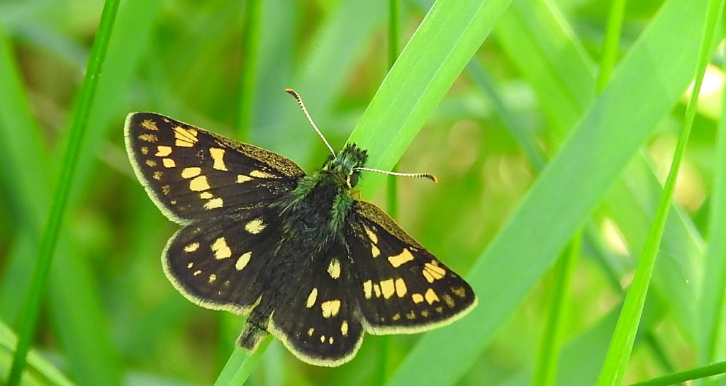 Kosternik palemon (Carterocephalus palaemon)